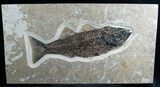 Mioplosus Fossil Fish - Ready To Hang #7893-1